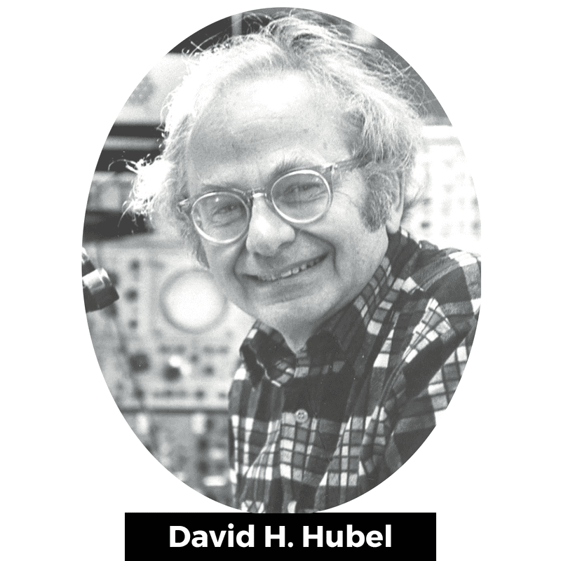 David H. Hubel (1926-2013) était un neurophysiologiste canadien considéré comme étant un des scientifiques médicaux les plus importants du vingtième siècle.
