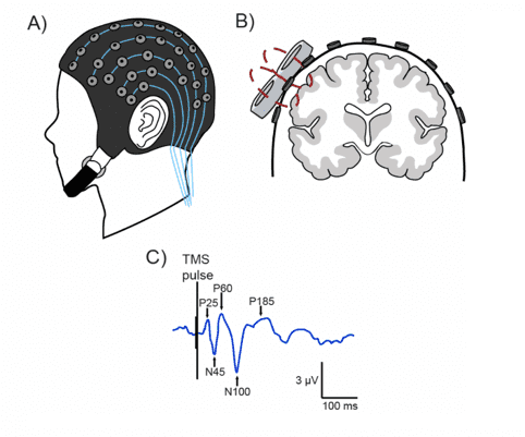 (A) capuchon EEG ; (B) stimulation magnétique transcrânienne (SMT) appliquée au cortex ; (C) tracés électrophysiologiques du cortex en réponse à la SMT.