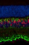 Michel Cayouette and his team are looking at whether the loss of cell polarity could be a mechanism underlying multiple brain diseases. Michel Cayouette et son équipe cherchent à savoir si la perte de polarité cellulaire pourrait être un mécanisme sous-jacent à de multiples maladies du cerveau.